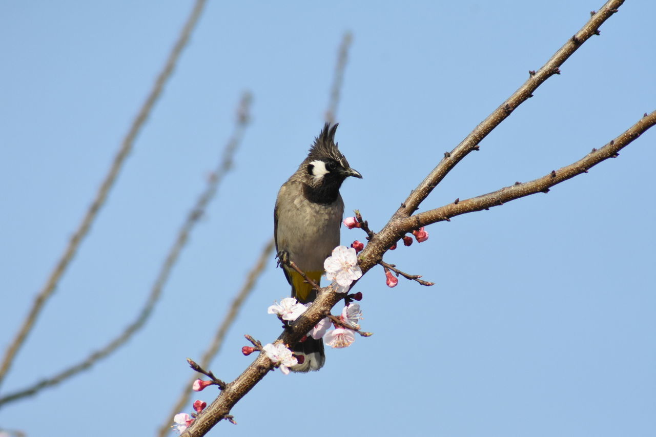 LOW ANGLE VIEW OF BIRD PERCHING ON BRANCH