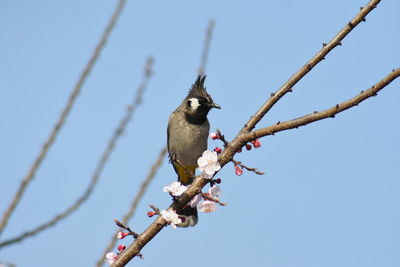 Low angle view of bird perching on tree against sky