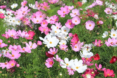 High angle view of pink flowering plants on field