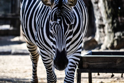 Close-up of zebra at zoo