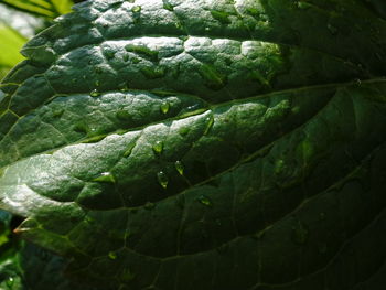 Close-up of water drops on leaf