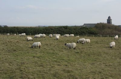 Sheep farming and breeding in northern ireland, farm animals in agriculture