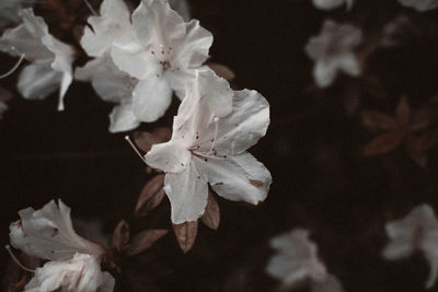 Close-up of white cherry blossoms at night