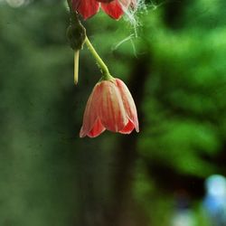Close-up of red flower