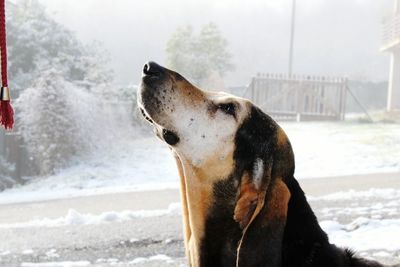 Close-up of dog in snow