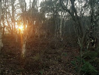 Trees against sky during sunset