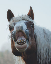 Close-up portrait of a horse