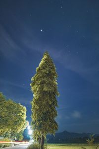 Trees against clear sky at night