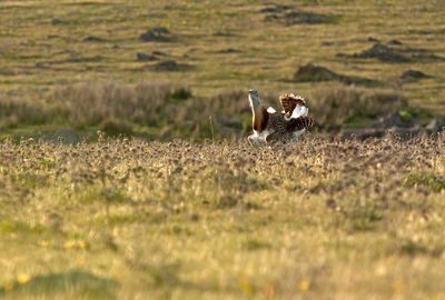 View of bird on land