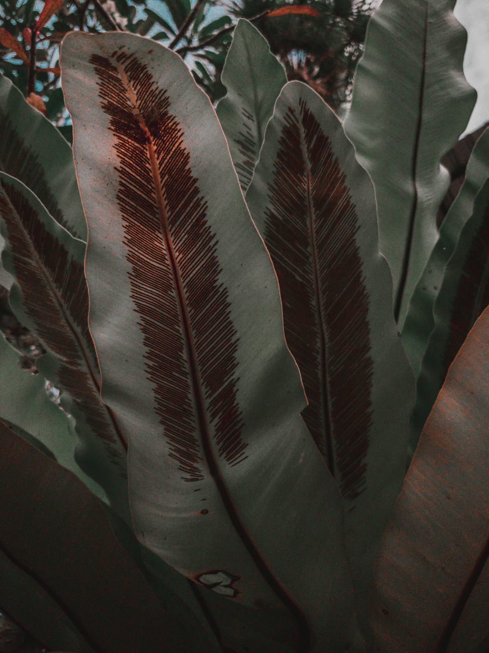 CLOSE-UP OF FEATHER ON PLANT