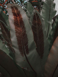 High angle view of feather amidst plants