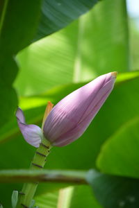 Close-up of lotus water lily