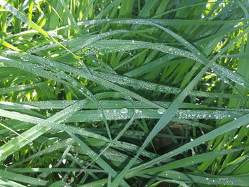 Full frame shot of wet plant