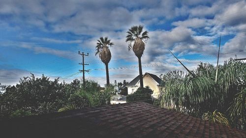 Trees against sky during sunset