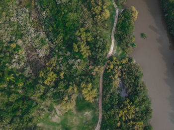 High angle view of trees by plants in forest