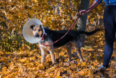 Dog running on field in protective collar 