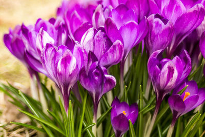 Close-up of purple crocus flowers on field