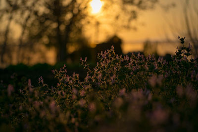 Close-up of fresh flowers in forest