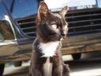 Close-up of a cat looking away