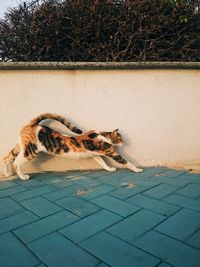 Dog relaxing against sky