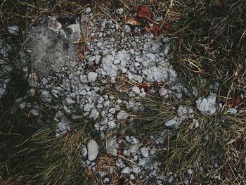 Close-up of lizard on grass