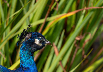 Close-up of a peacock