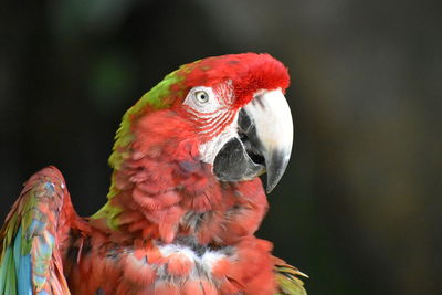 Macaw at a distance