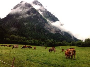 Cows grazing on grassy field