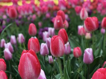 Close-up of pink tulips