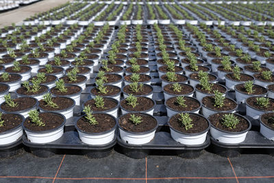 Rosemary being cultivated on a plantation