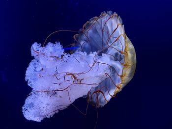 Close-up of jellyfish swimming in sea