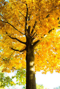 Close-up of tree in autumn