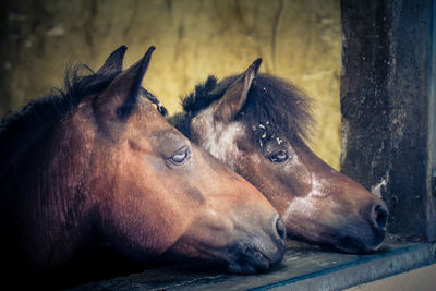 Close-up of horse
