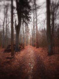 Trees in forest during autumn