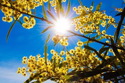 Low angle view of yellow flowers against blue sky