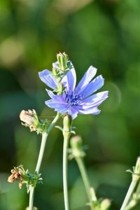 Close-up of purple flowering plant