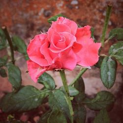 Close-up of pink rose