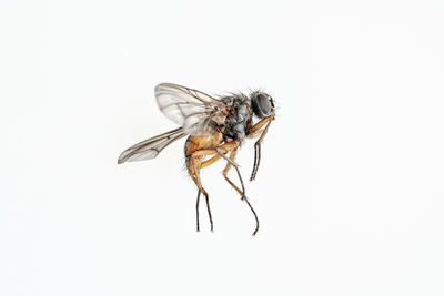 Close-up of housefly over white background