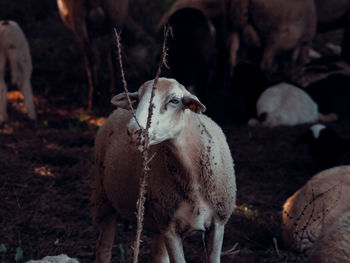 Sheep standing in a field