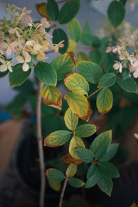 Close-up of potted plant leaves