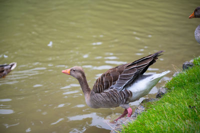 Ducks swimming in lake