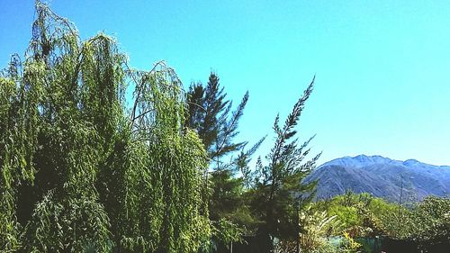 Low angle view of trees against clear blue sky