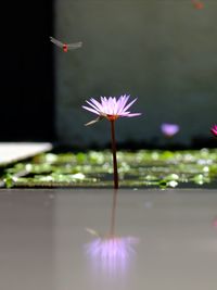 Close-up of purple lotus water lily in lake