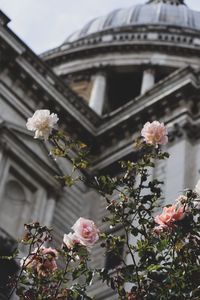 Low angle view of flowering plant against building