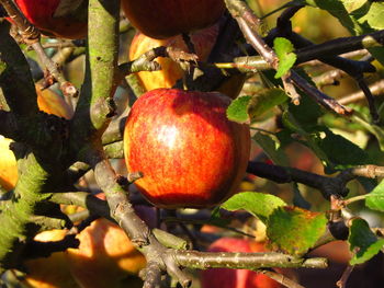 Close-up of cherries on tree