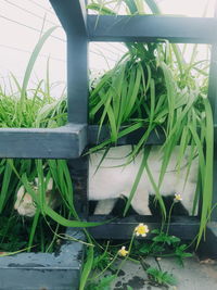 Close-up of potted plants in yard