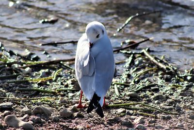 Seagull perching on a beach