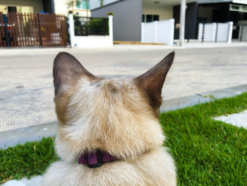 Close-up of cat looking away