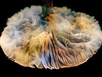 Close-up of smoke against black background