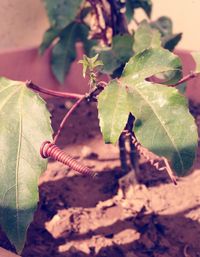 Close-up of leaves